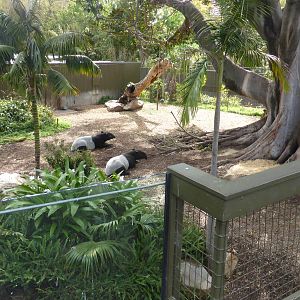 Malayan Tapir/Dusky Langur