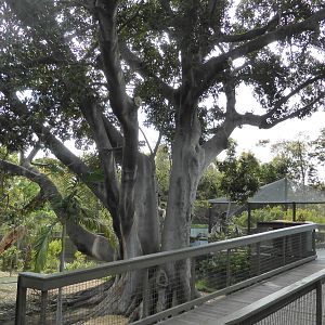 The langurs' gigantic fig