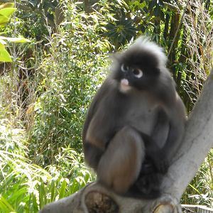 Dusky Langur