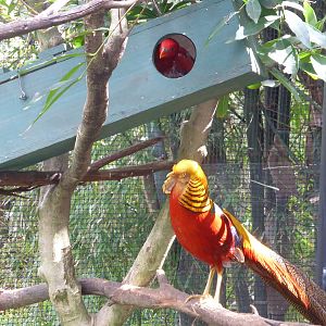 Golden Pheasant investigates lory nest