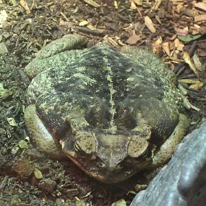 Cane toad