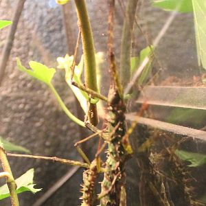 Spinohirasea bengalensis