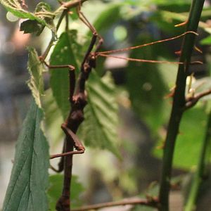 Trachyaretaon carmelae