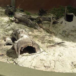 Wombat exhibit