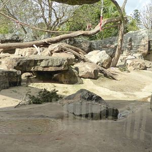 Hamadryas Baboon exhibit