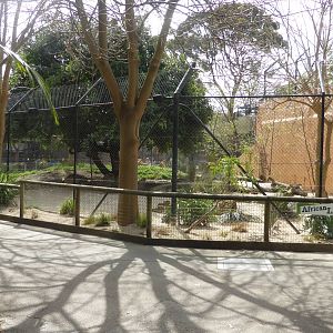 Lion exhibit