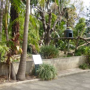 Matschie's Tree Kangaroo/Quokka exhibit