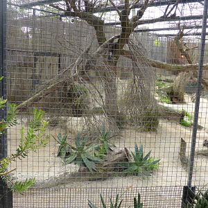 Serval exhibit