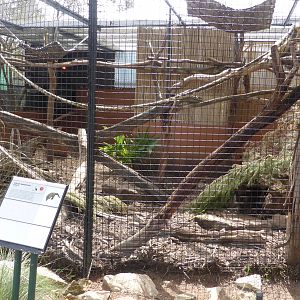 Coati exhibit