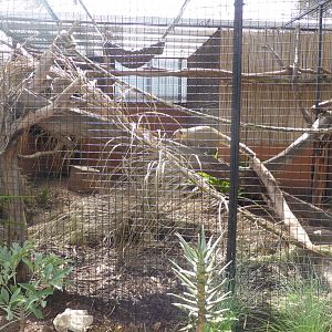Coati exhibit
