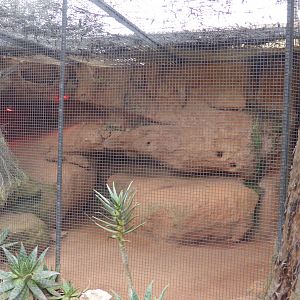 Fennec Fox exhibit