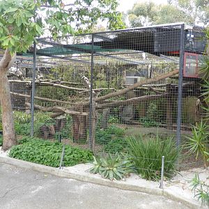 Goodfellow's Tree Kangaroo exhibit