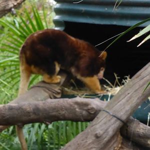 Matschie's Tree Kangaroo