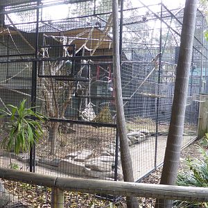 Siamang cage