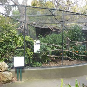 African Grey Parrot aviary