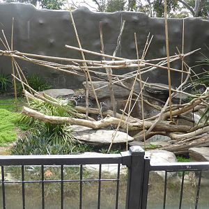 Ring-tailed Lemur exhibit
