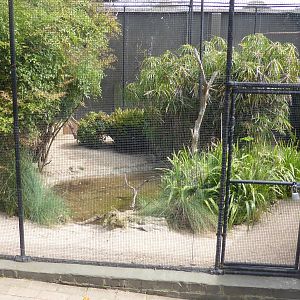 Freckled Duck aviary