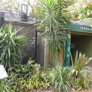 Tamarin/marmoset complex