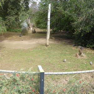 Tammar Wallaby exhibit