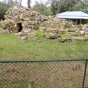 Yellow-footed Rock Wallaby exhibit