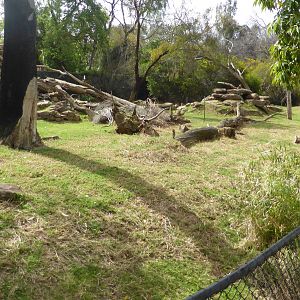 Yellow-footed Rock Wallaby exhibit