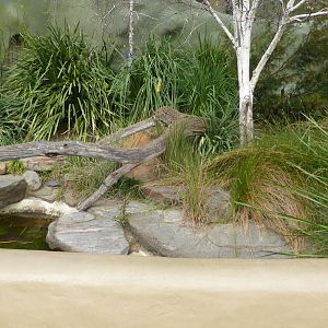 Gippsland Bearded Dragon exhibit