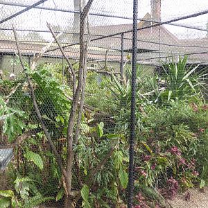 Mixed conure/tamarin aviary