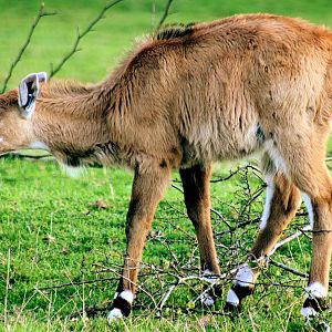 Young nilgai; Whipsnade; 19th September 2015