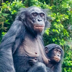 Lisa and 20 month old Belle, bonobos transferred from Cincinnati