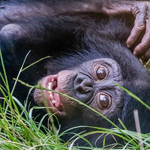 20 month old female Belle, bonobo transferred from Cincinnati