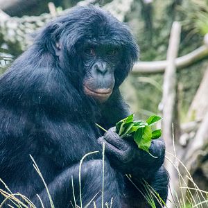 14 year old male Vic, bonobo transferred from Cincinnati