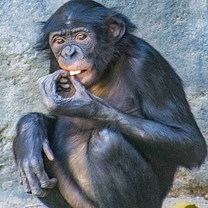 6 year old female Maddie, bonobo transferred from Cincinnati
