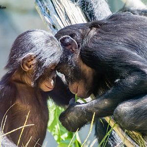 Sisters, Belle and Maddie, bonobos transferred from Cincinnati