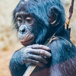 Belle doing her best Katniss impersonation.