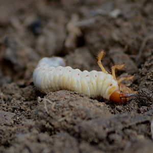 Found in garden ID please?