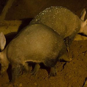 Aardvark : Colchester : 19 Sep 2015