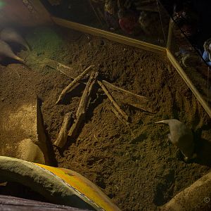 Aardvark (exhibit) : Colchester : 19 Sep 2015