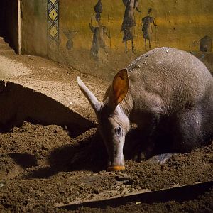 Aardvark : Colchester : 19 Sep 2015