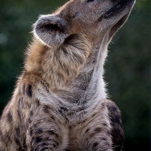 Spotted hyena : Colchester : 19 Sep 2015
