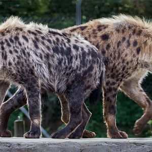 Spotted hyena : Colchester : 19 Sep 2015
