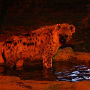 Spotted hyena : Colchester : 19 Sep 2015