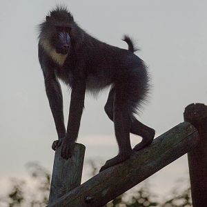 Mandrill : Colchester : 19 Sep 2015