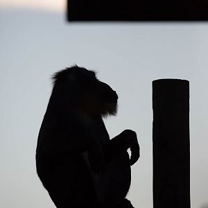 Mandrill : Colchester : 19 Sep 2015