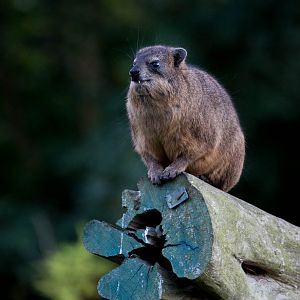Syrian rock hyrax : Colchester : 19 Sep 2015