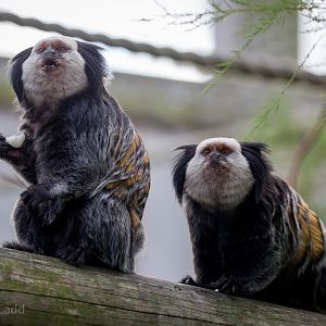 Geoffroys marmoset : Colchester : 19 Sep 2015