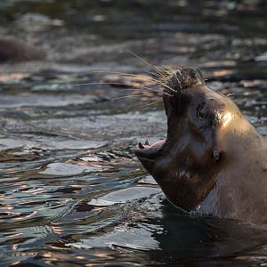 Patagonian sea lion : Colchester : 19 Sep 2015
