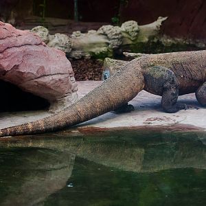 Komodo dragon : Colchester : 19 Sep 2015
