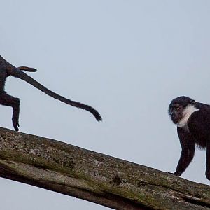 LHoests monkey : Colchester : 19 Sep 2015