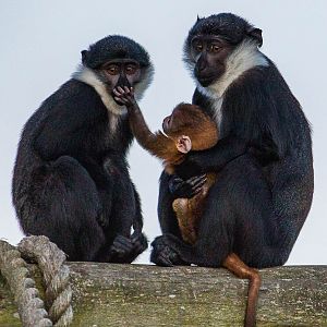 LHoests monkey : Colchester : 19 Sep 2015