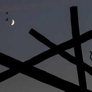 LHoests monkey : Colchester : 19 Sep 2015